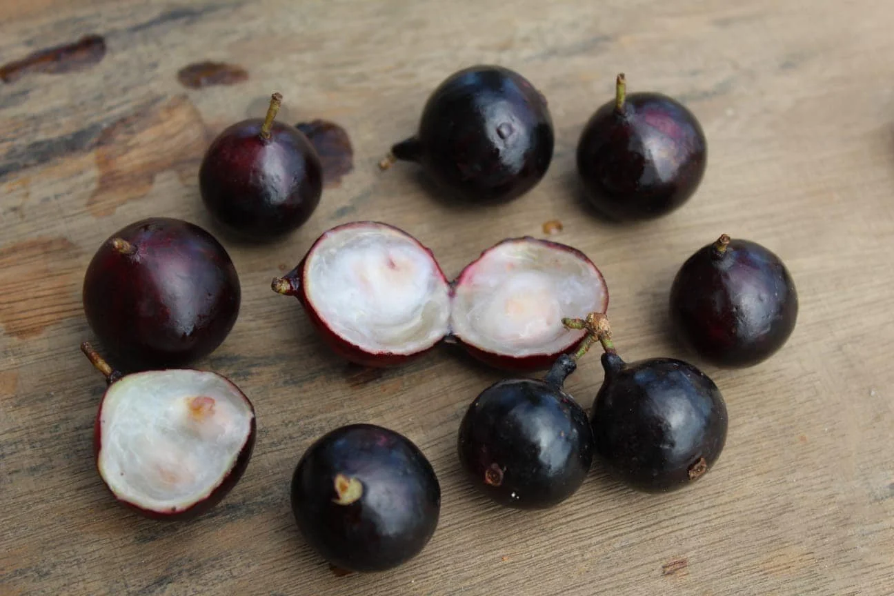 Plinia sp Dona Gal - Jaboticaba — Bellamy Trees